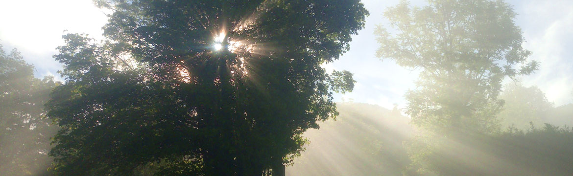 soleil_arbre